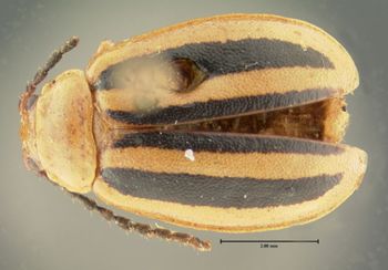 Media type: image; Entomology 34654   Aspect: habitus dorsal view